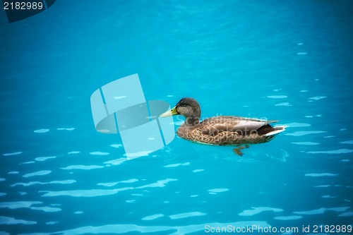 Image of Duck