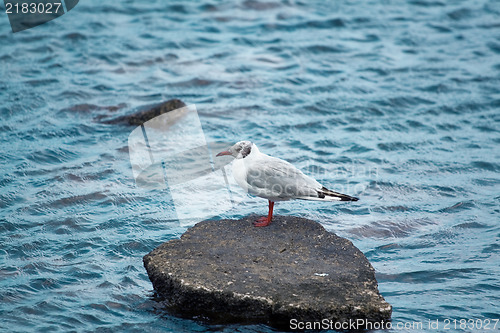 Image of Seagull