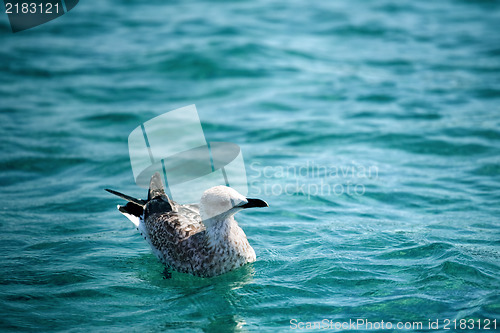 Image of Seagull