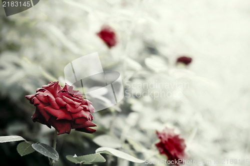 Image of Rose Bush artistic toned