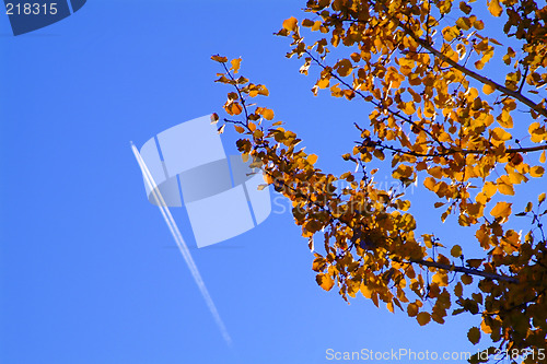 Image of tree with airplane