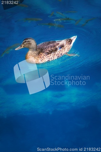Image of Duck