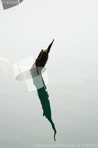 Image of Branch
