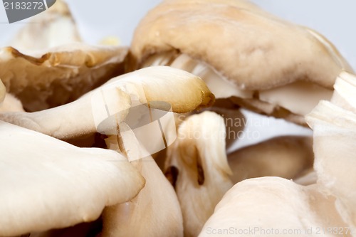 Image of Close up of Mushrooms in a bowl