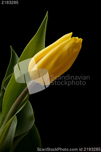 Image of Tulip