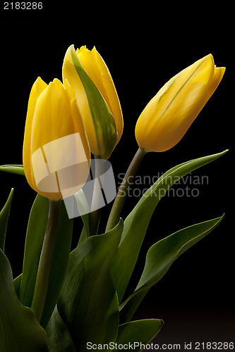 Image of Tulip