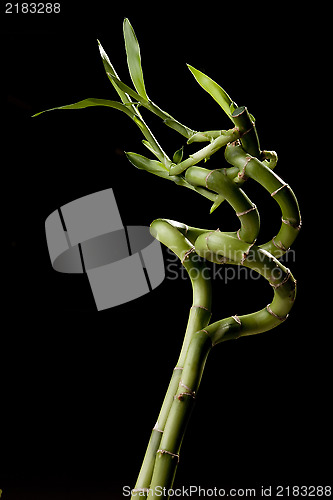 Image of Bamboo