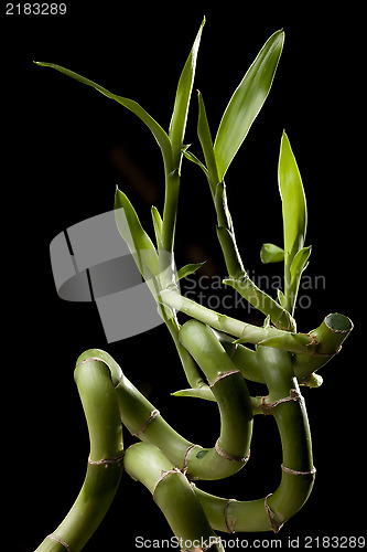 Image of Bamboo