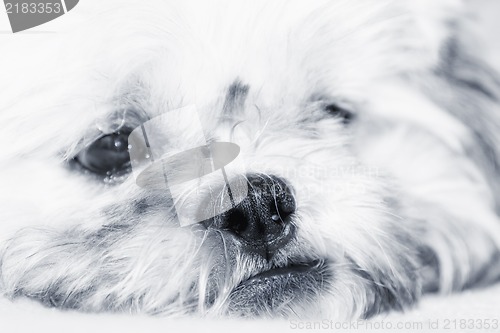 Image of Adorable dog thinking, artistic toned photo
