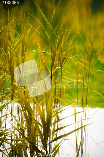 Image of Nature background , canes and a beautiful lake