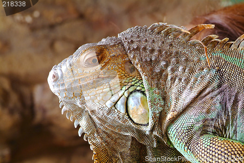 Image of iguana