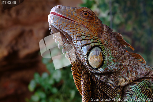 Image of iguana