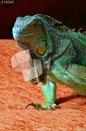 Image of iguana