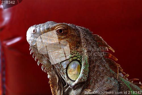 Image of iguana