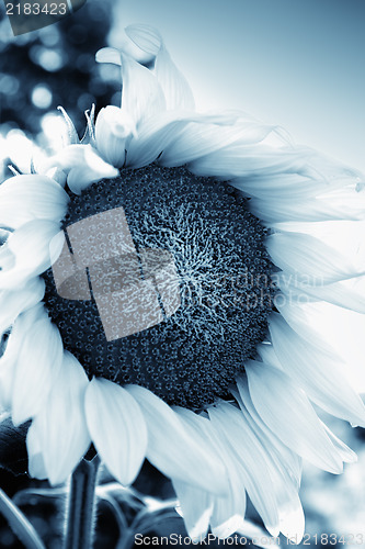 Image of Beautiful sunflower close up , retro style toned photo