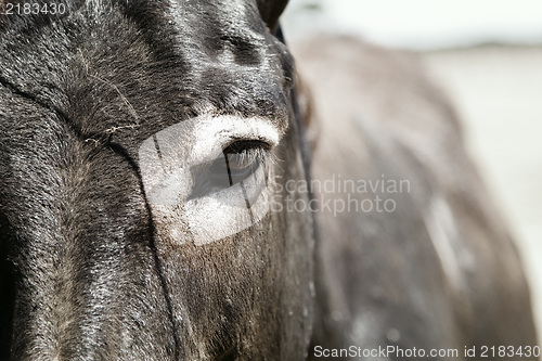 Image of Photo of a cute donkey on the farm