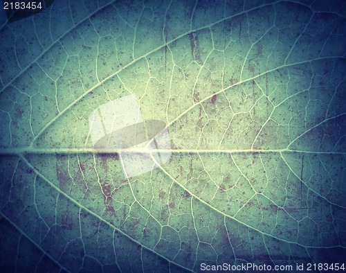 Image of Leaf Texture, grunge textured background for your projects