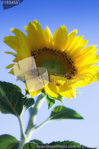 Image of Beautiful vivid sunflower on a sunny day