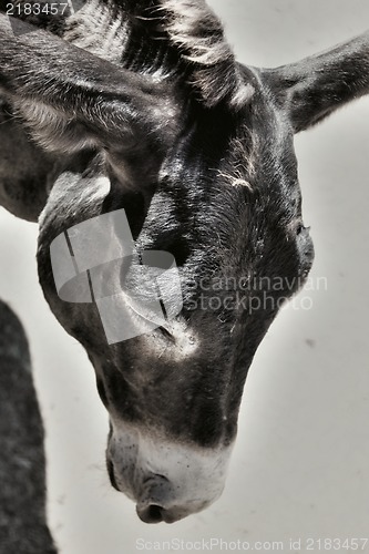 Image of Photo of a cute tired donkey on the farm