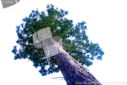 Image of sequoia