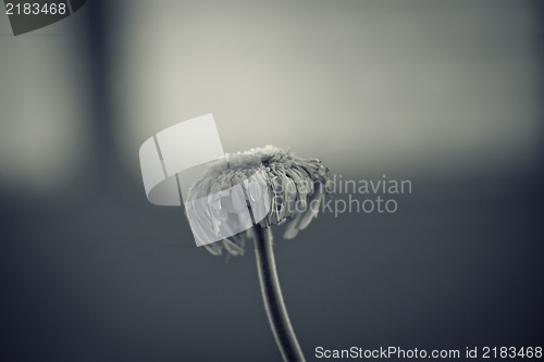 Image of Abstract Flower Background - artistic toned