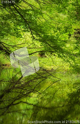 Image of Beautiful tree on the lake with reflection