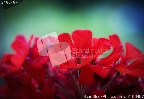 Image of Colorful flower macro photo with shallow DOF