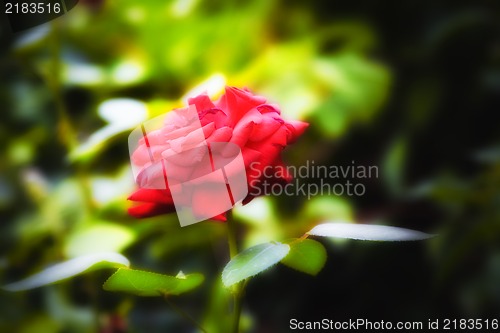 Image of Nature background - Beautiful red rose in the garden