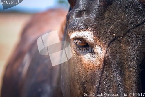 Image of Photo of a cute  donkey on the farm