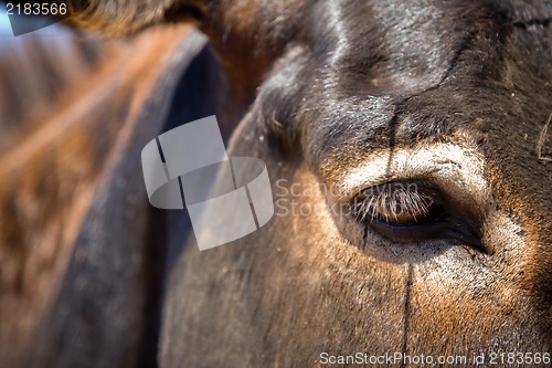 Image of Donkey close up portrait