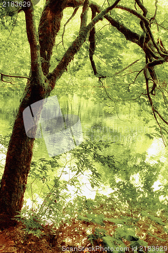 Image of Beautiful tree on the lake with reflection