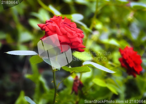 Image of Beautiful red roses in the garden