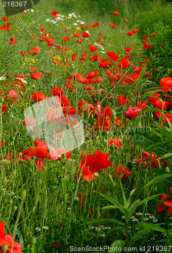 Image of poppies