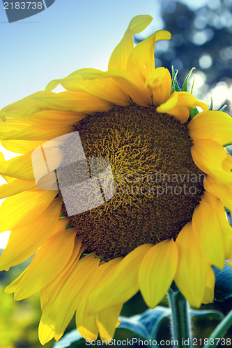 Image of Beautiful vivid sunflower on a sunny day