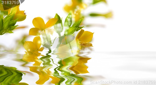 Image of Magical flowers with water reflection