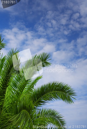 Image of Palm tree against blue sky