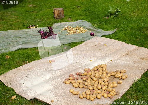 Image of ecologic potatoes onion harvest autumn garden 
