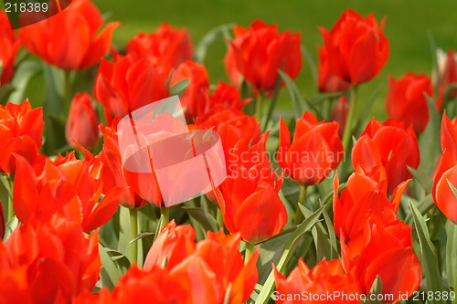 Image of tulips