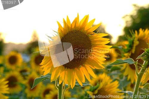 Image of sunflowers