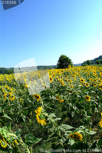 Image of sunflowers