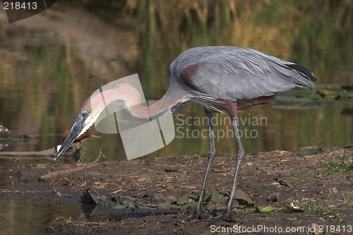 Image of giant heron