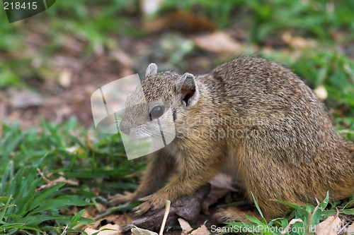 Image of tree squirrel