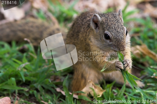 Image of eating squirrel