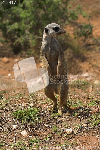 Image of meerkat