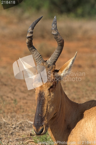 Image of kudu male