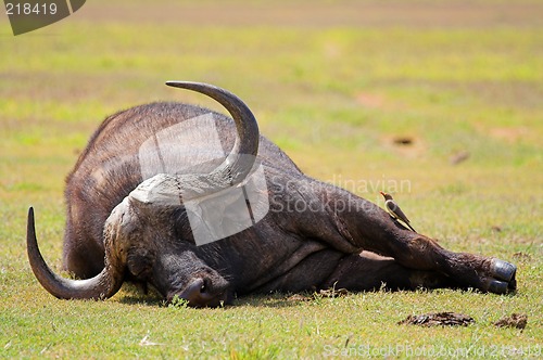 Image of sleepy buffalo
