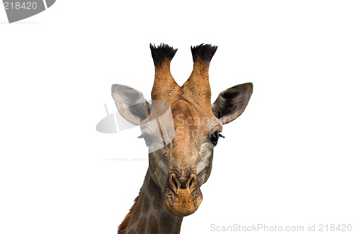 Image of giraffe isolated