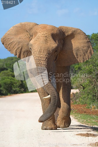 Image of lone tusker