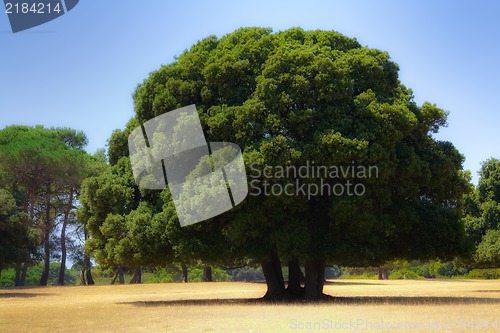 Image of Oak tree