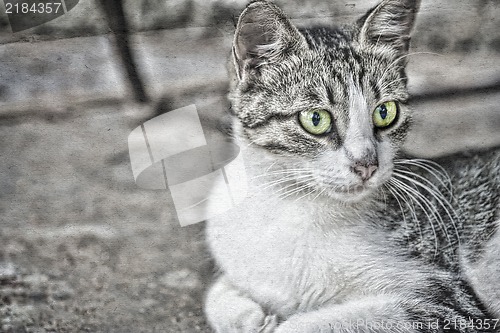 Image of Grunge textured collage - Cat